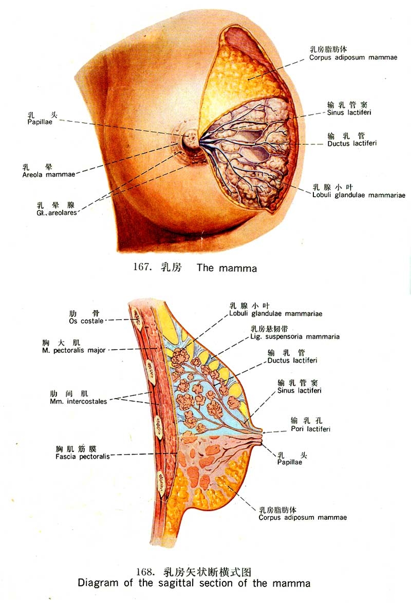 乳腺囊肿治疗方法有哪些